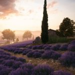Battlefield V Provence - 7